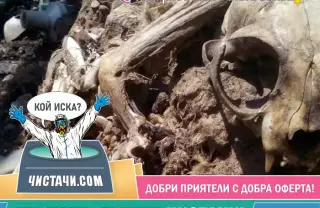 Всичко за справяне с миризми от умрели животни