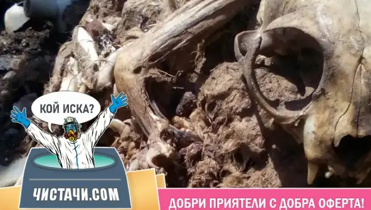 Всичко за справяне с миризми от умрели животни