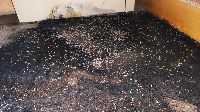 Начини за бързо почистване на имот след смърт в него