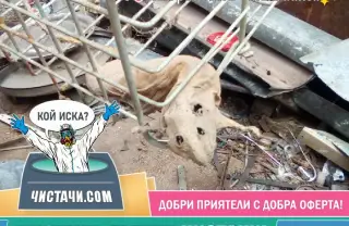 Етапи при чистене след умрели животни