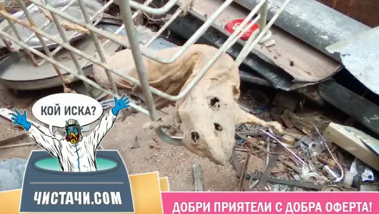 Етапи при чистене след умрели животни