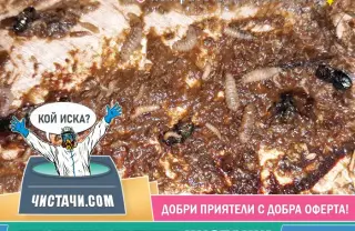 21. идеи за ефективно разчистване на заразени апартаменти?