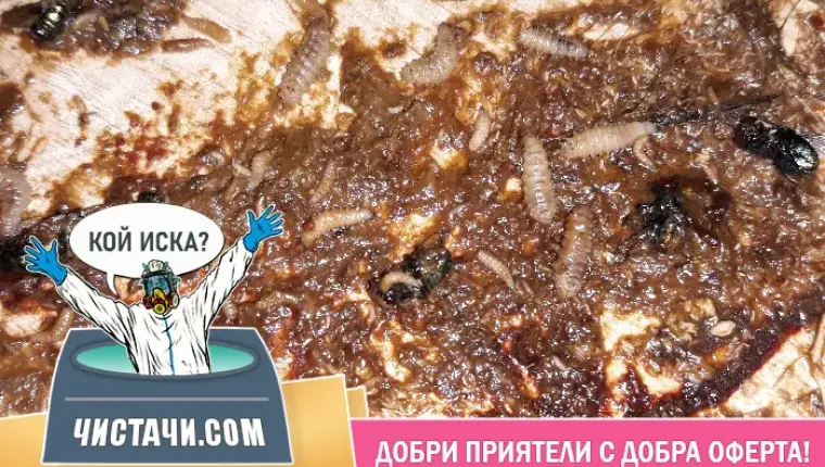 21. идеи за ефективно разчистване на заразени апартаменти?