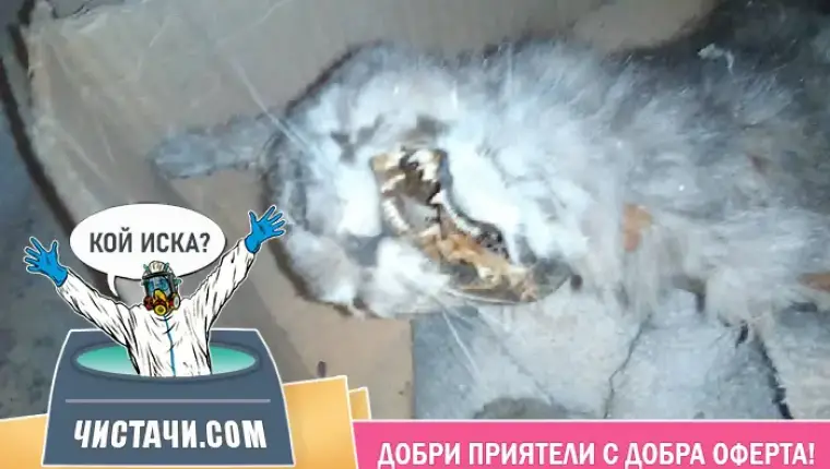 Всичко за методи за обработка на помещения с мъртви животни