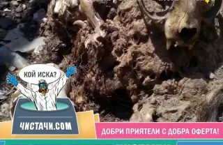 Етапи за справяне с биологични опасности в дома