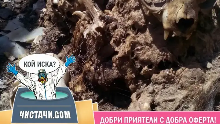 Етапи за справяне с биологични опасности в дома