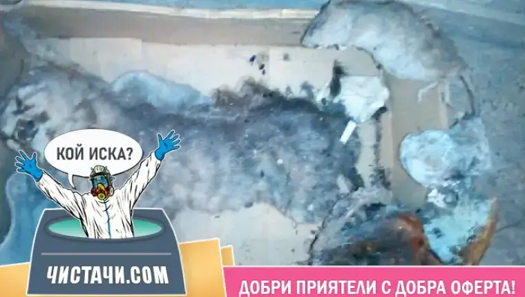 Всичко за дезинфекция на жилища след умрели животни