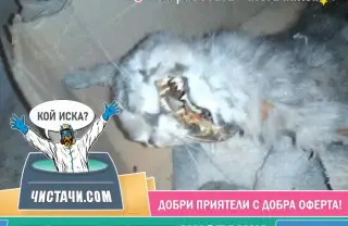 Етапи за почистване на балкони от умрели гущери