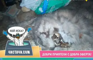 Етапи за извозване на трупове от домашни любимци