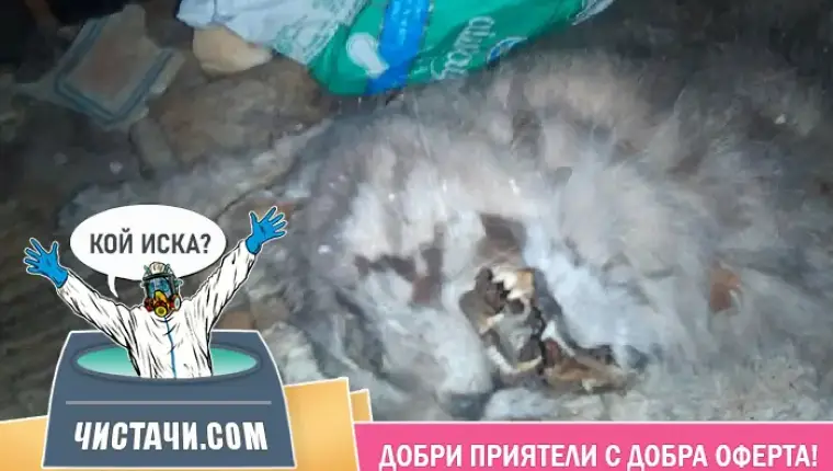 Етапи за извозване на трупове от домашни любимци